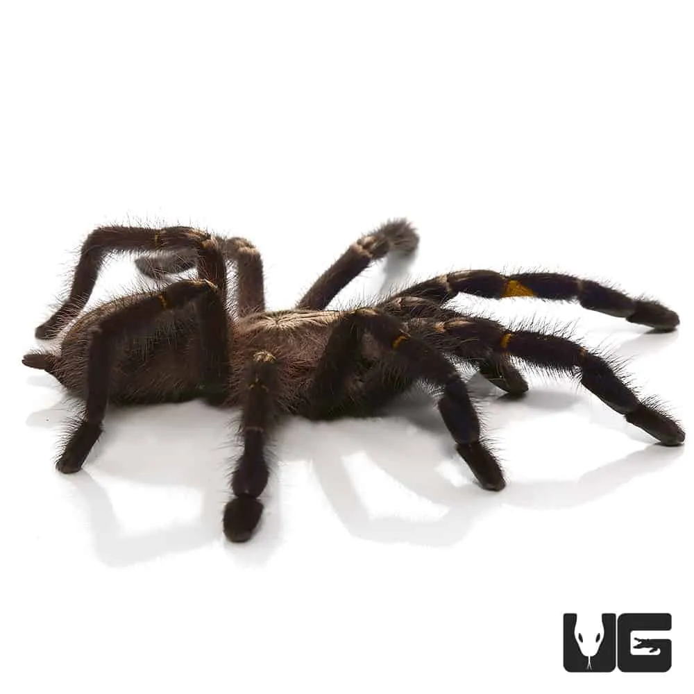 22759 gooty sapphire tarantula decor