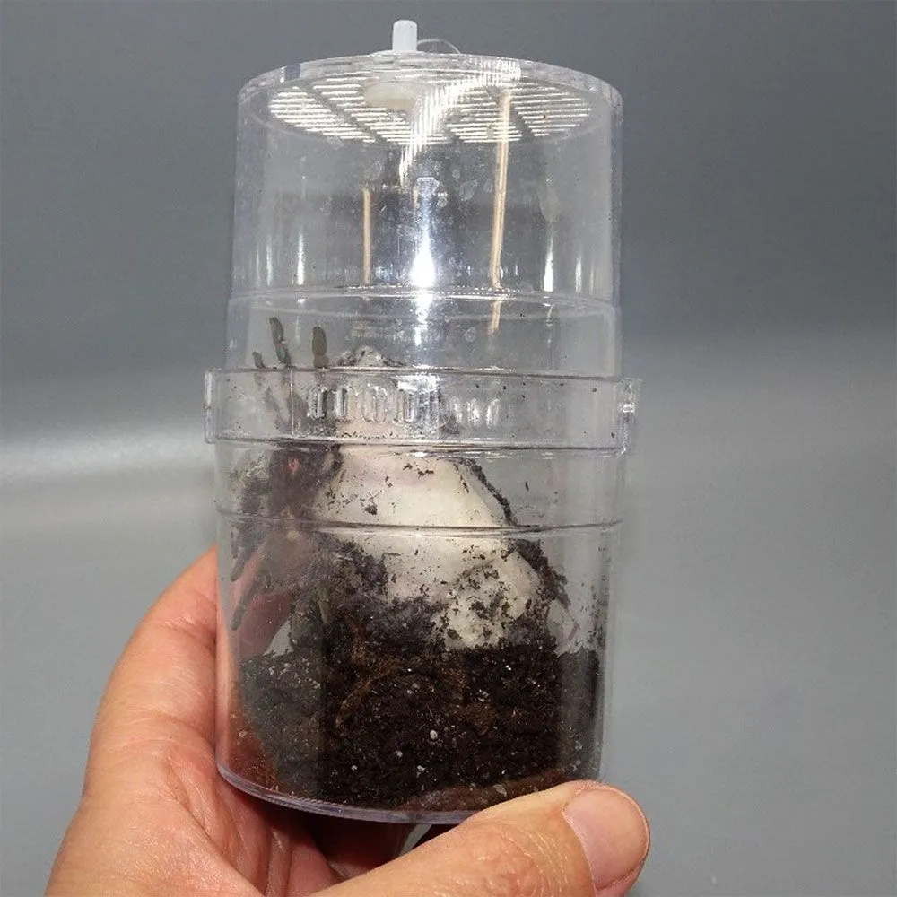 22759 gooty sapphire tarantula habitat essentials