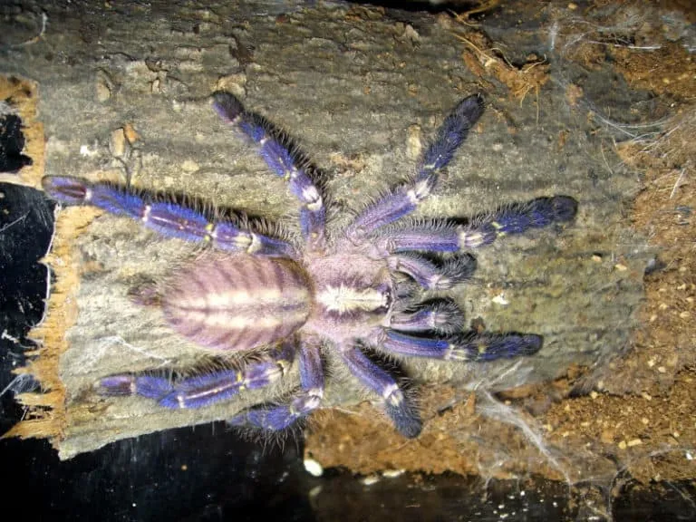 22759 gooty sapphire tarantula substrate