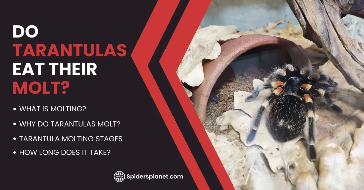 22760 mealworms tarantula food