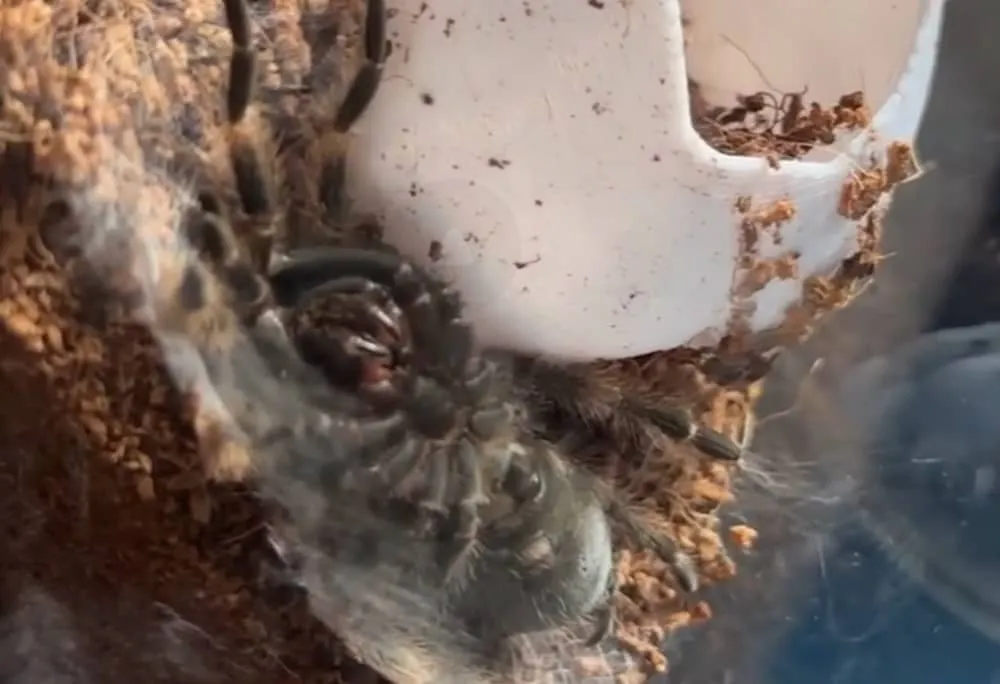 22760 tarantula molting signs