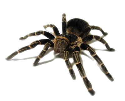 22761 color palette tarantula