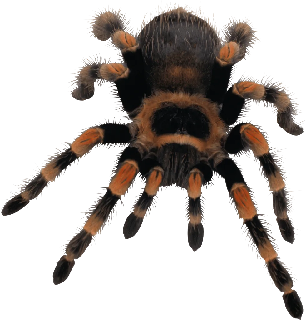 22761 tarantula silhouette