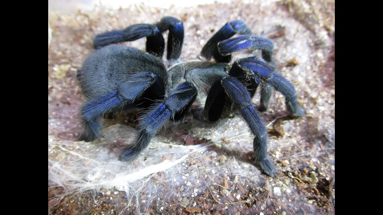 22762 cobalt blue tarantula feeding