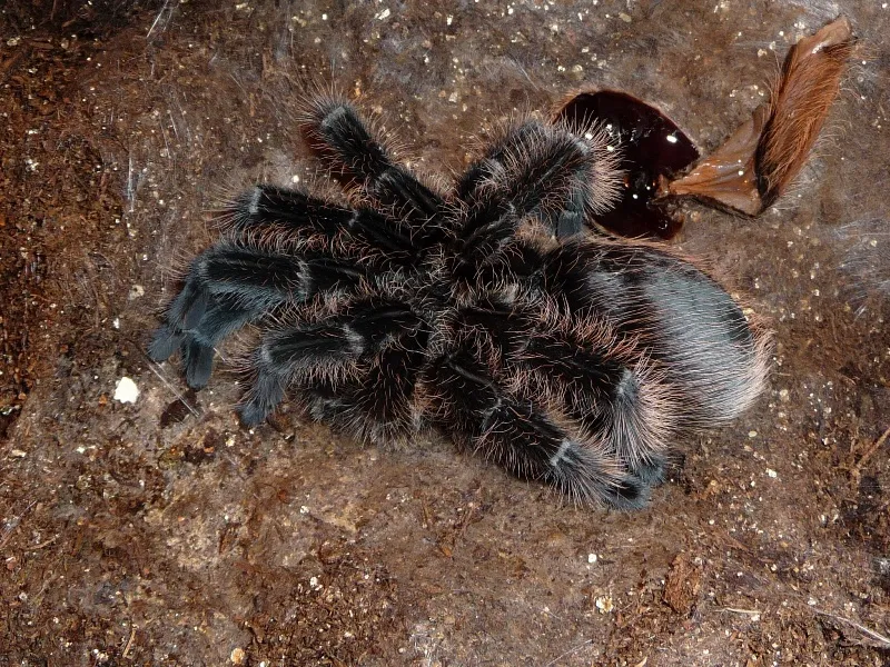 22764 tarantula exoskeleton