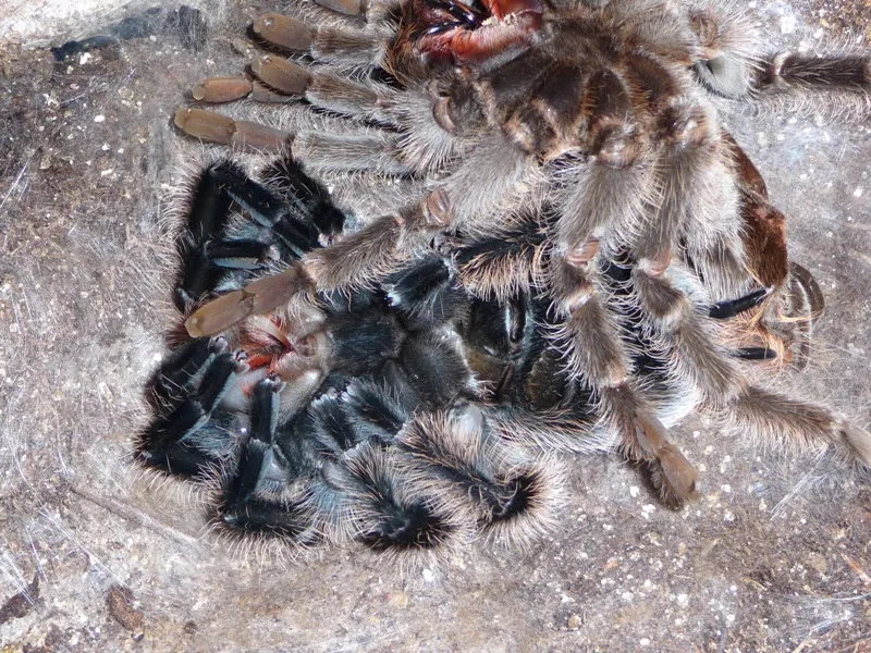 22764 tarantula molting