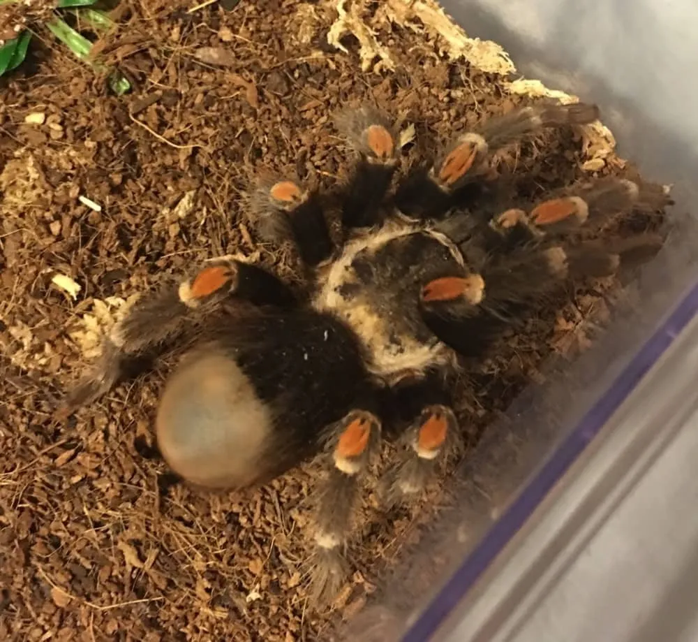 22764 tarantula shelter