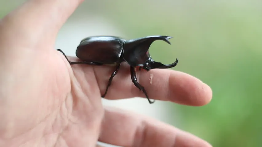 /img/22766-rhino-beetle-diet.webp