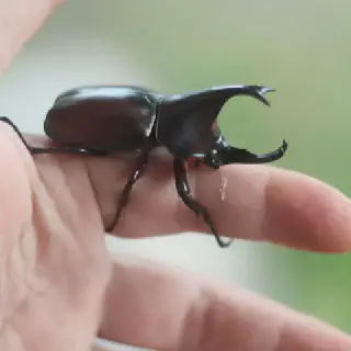 /img/22766-rhino-beetle-diet.webp