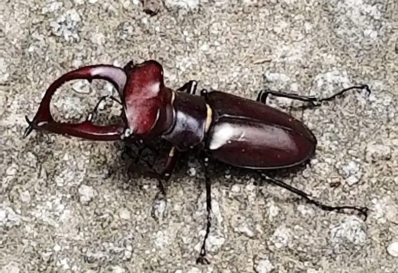 22766 rhino beetle fighting