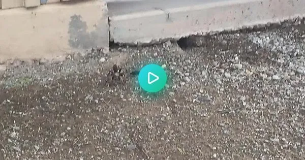 22766 rhino beetle habitat