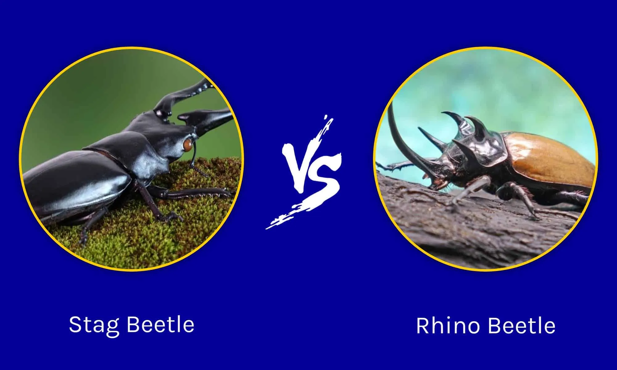 22766 rhino beetle size