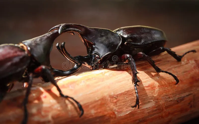 22766 tarantula habitat