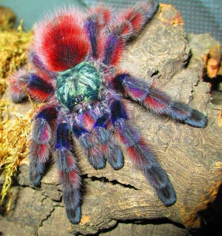 22769 blue tarantula enclosure