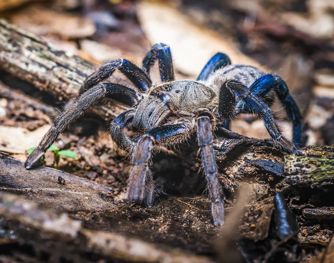 22769 blue tarantula handling