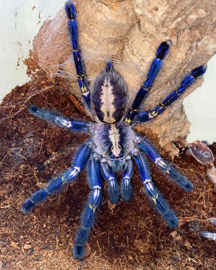 22769 blue tarantula venom