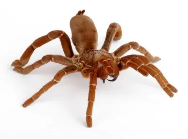 22771 king baboon tarantula enclosure