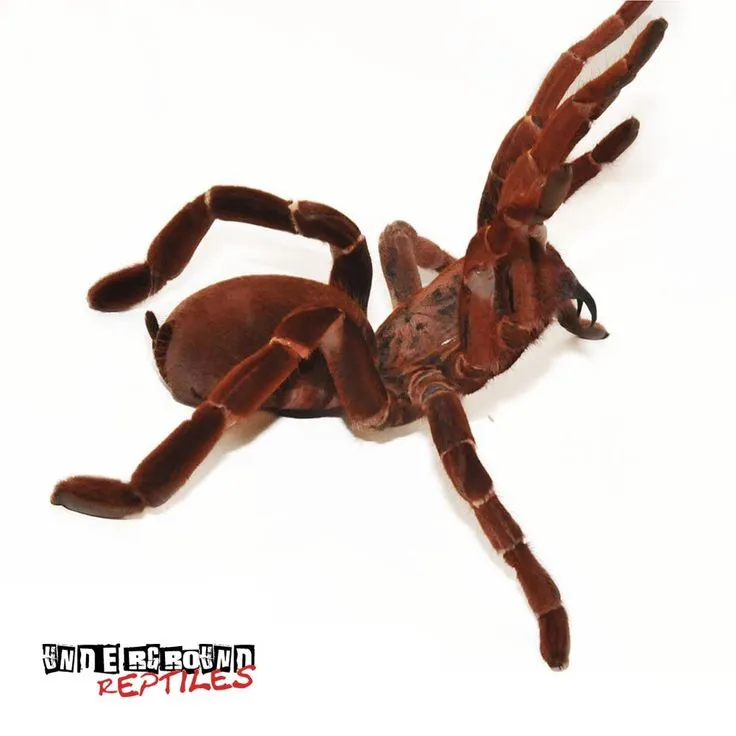 22771 king baboon tarantula handling