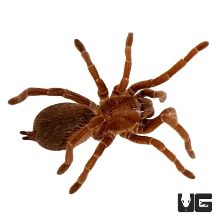 22771 king baboon tarantula substrate