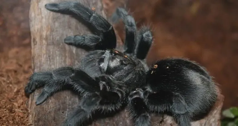 22774 tiger tarantula feeding