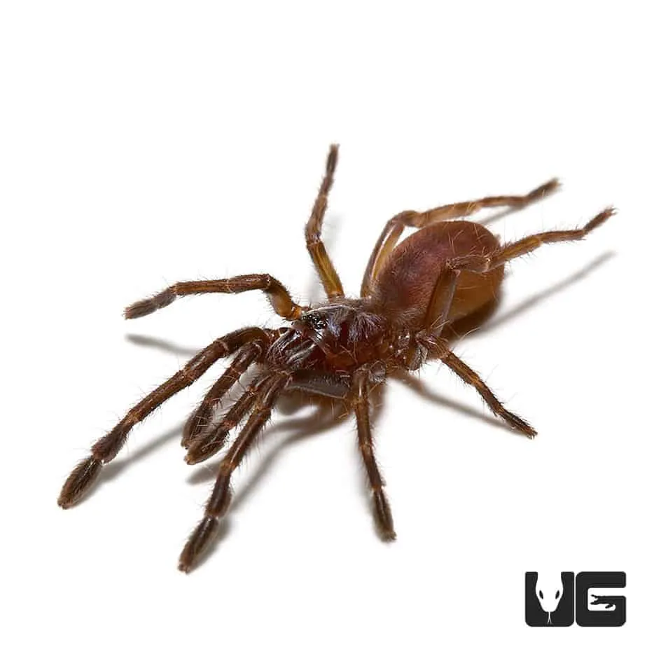 22774 tiger tarantula wild vs captive