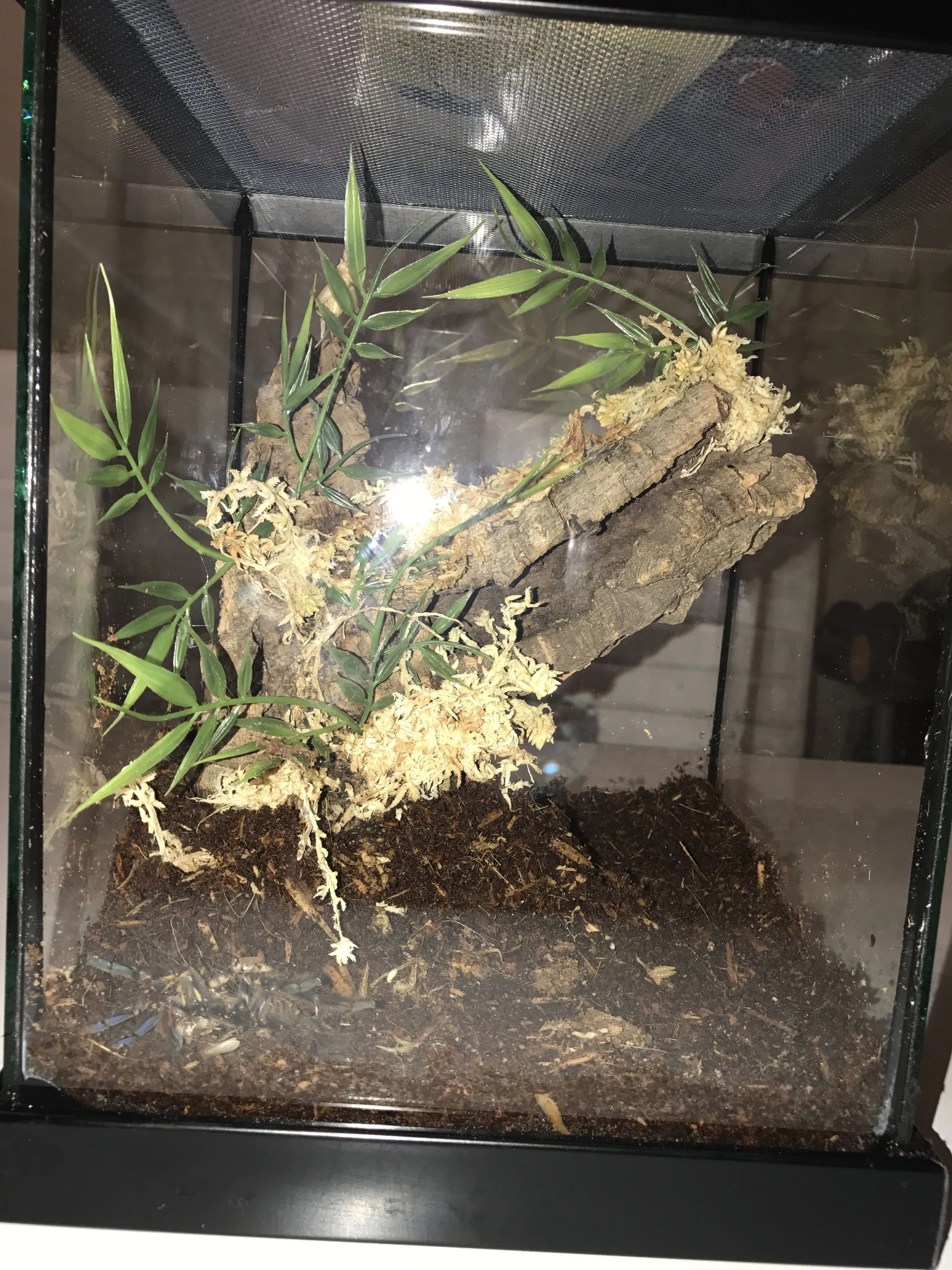 22775 cleaning tarantula enclosure