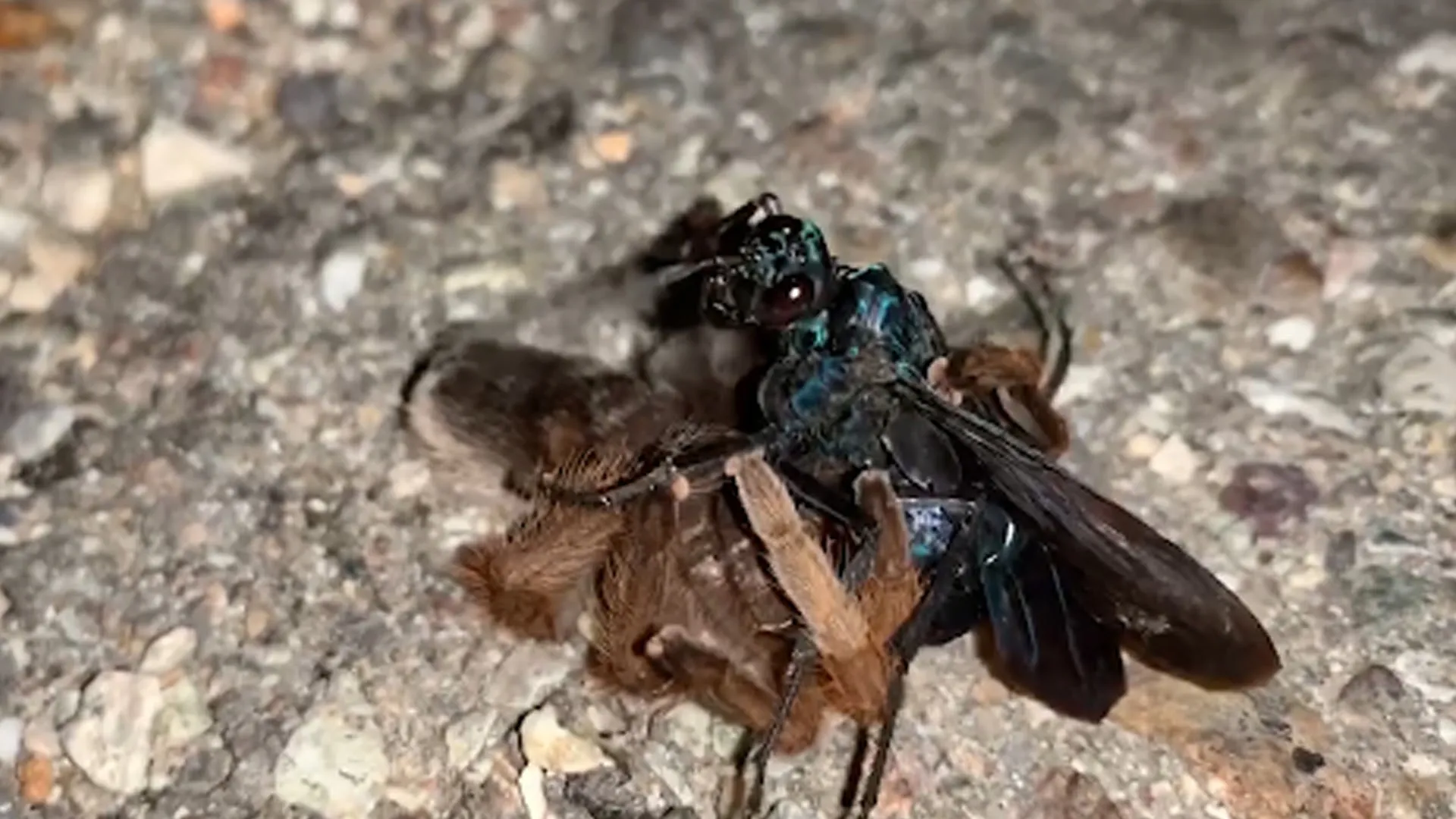 22777 fight location