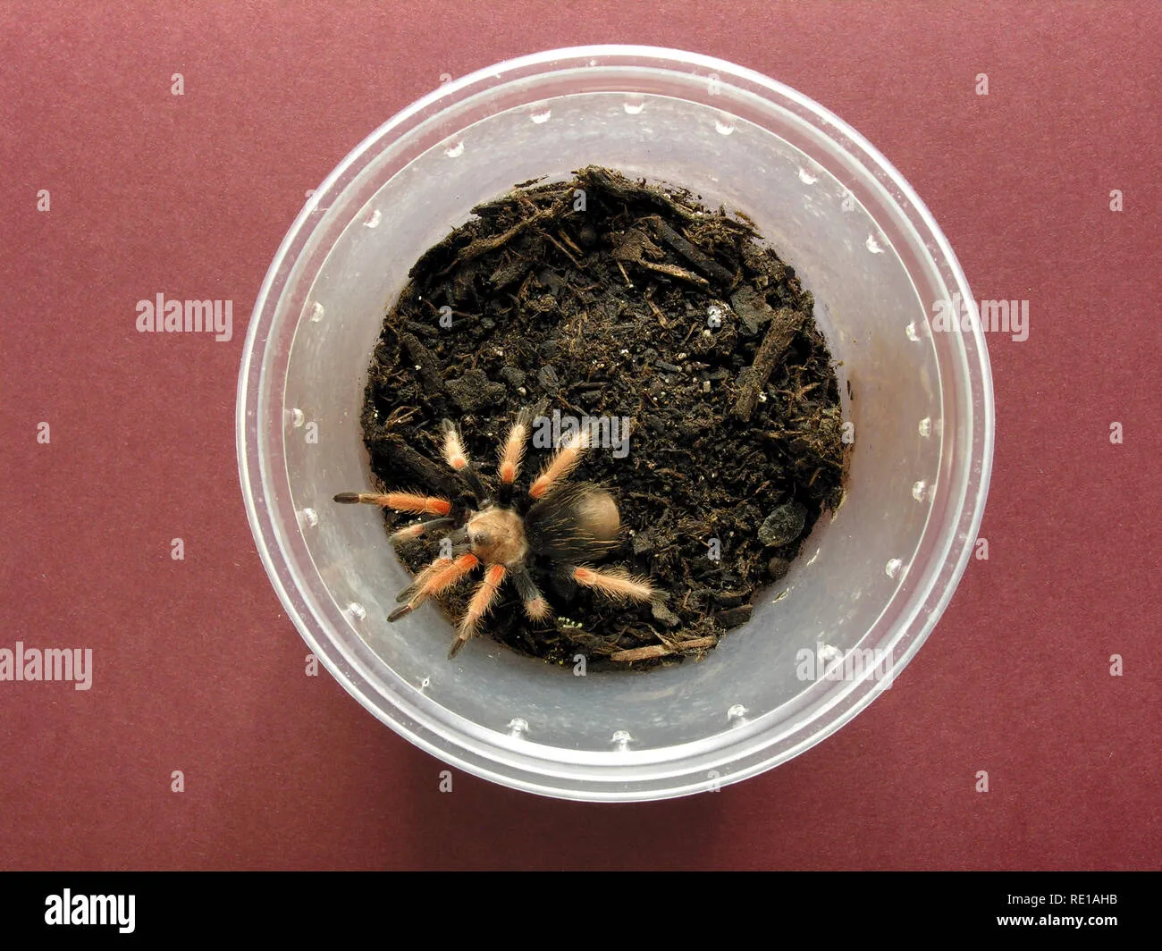 22783 mexican fireleg tarantula molting