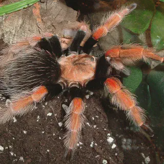 /img/22783-mexican-fireleg-tarantula-spiderlings.webp