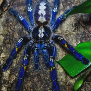 /img/22784-gooty-sapphire-tarantula-health.webp