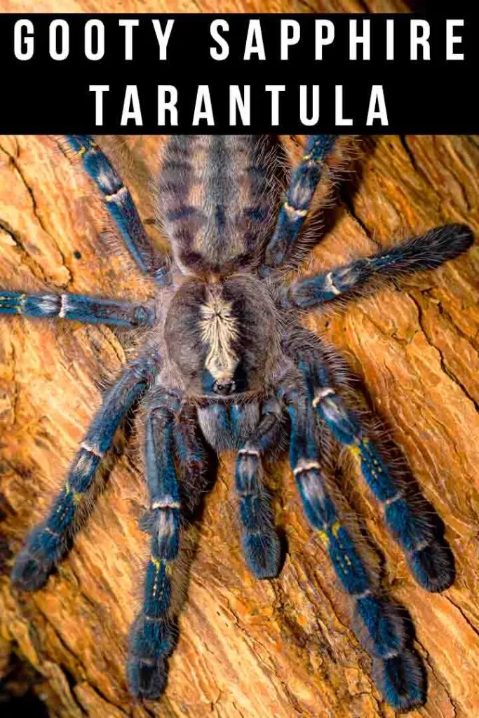 22784 gooty sapphire tarantula substrate