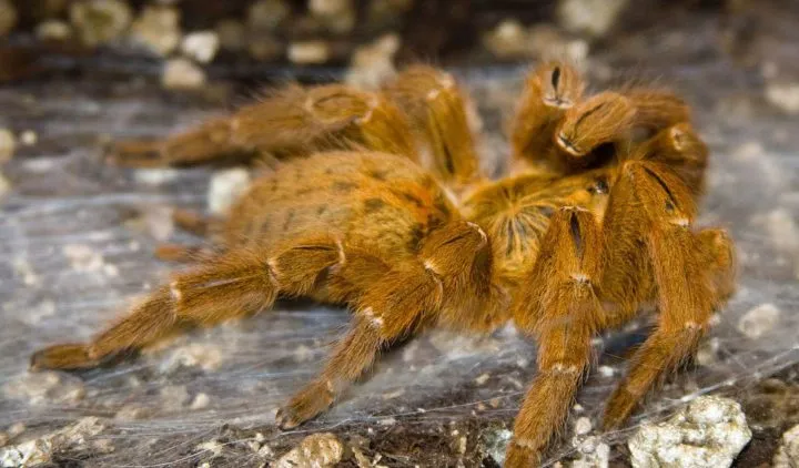 22786 old world tarantula