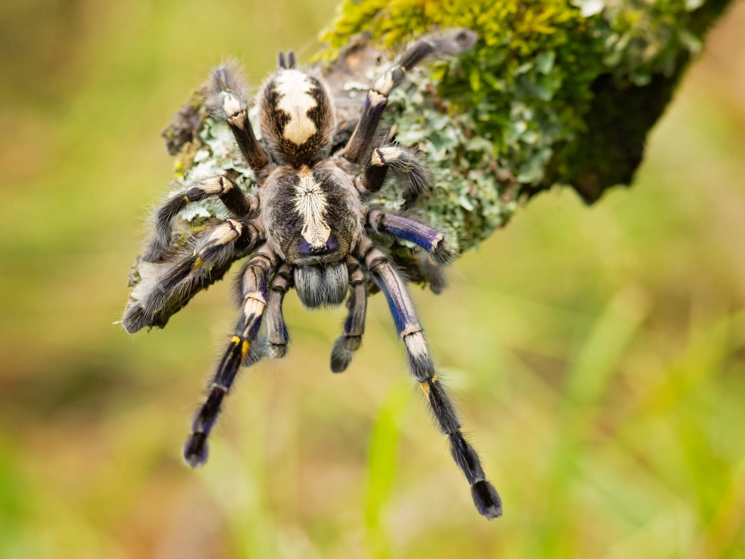 /img/22786-preventing-tarantula-bites.webp