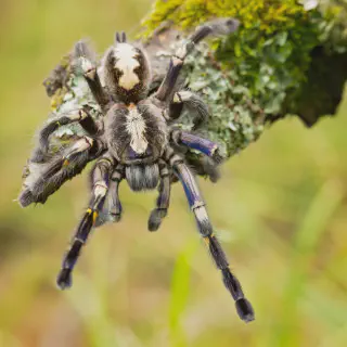 /img/22786-preventing-tarantula-bites.webp