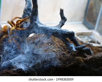 22786 tarantula bite overview