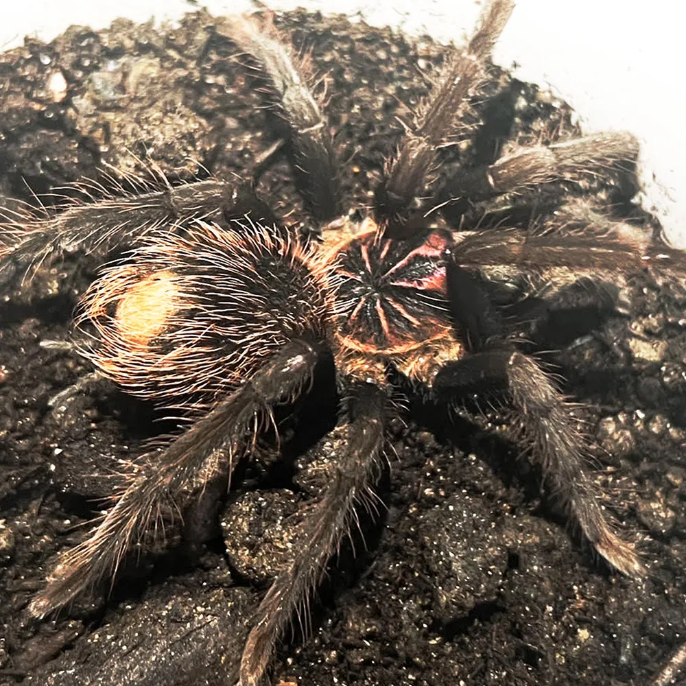 22789 xenesthis sp bright tarantula 2