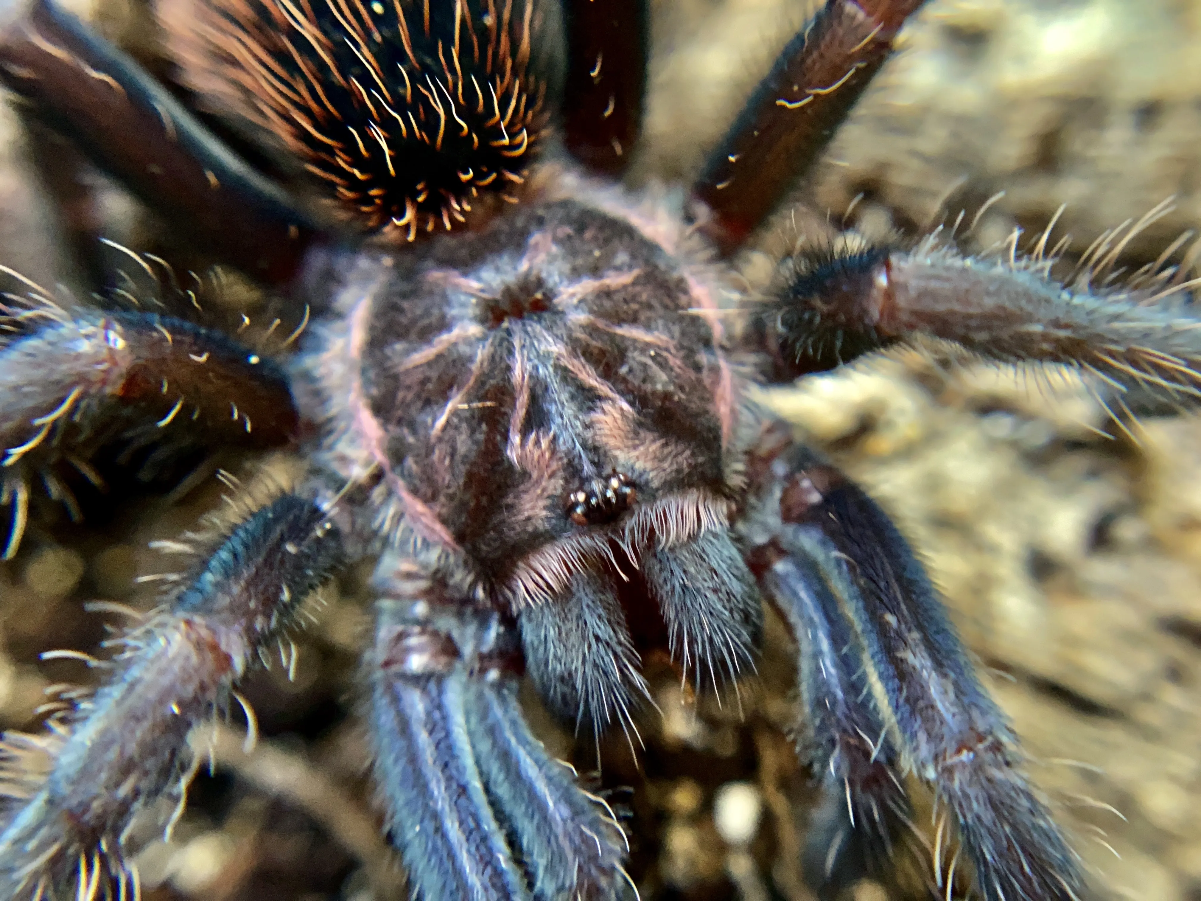 22789 xenesthis sp bright tarantula 3