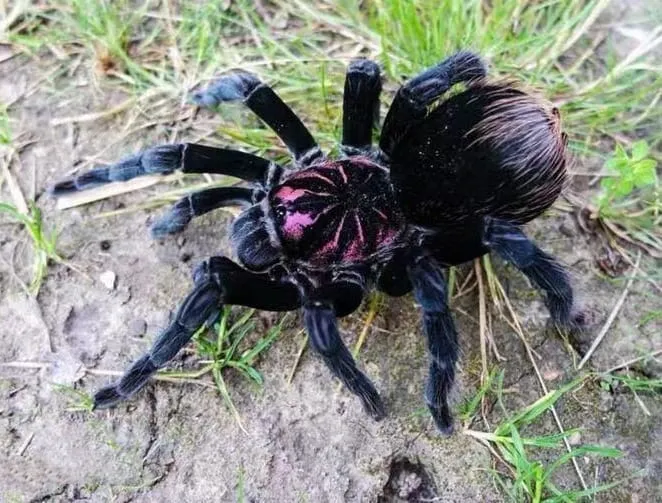 22789 xenesthis sp bright tarantula 4