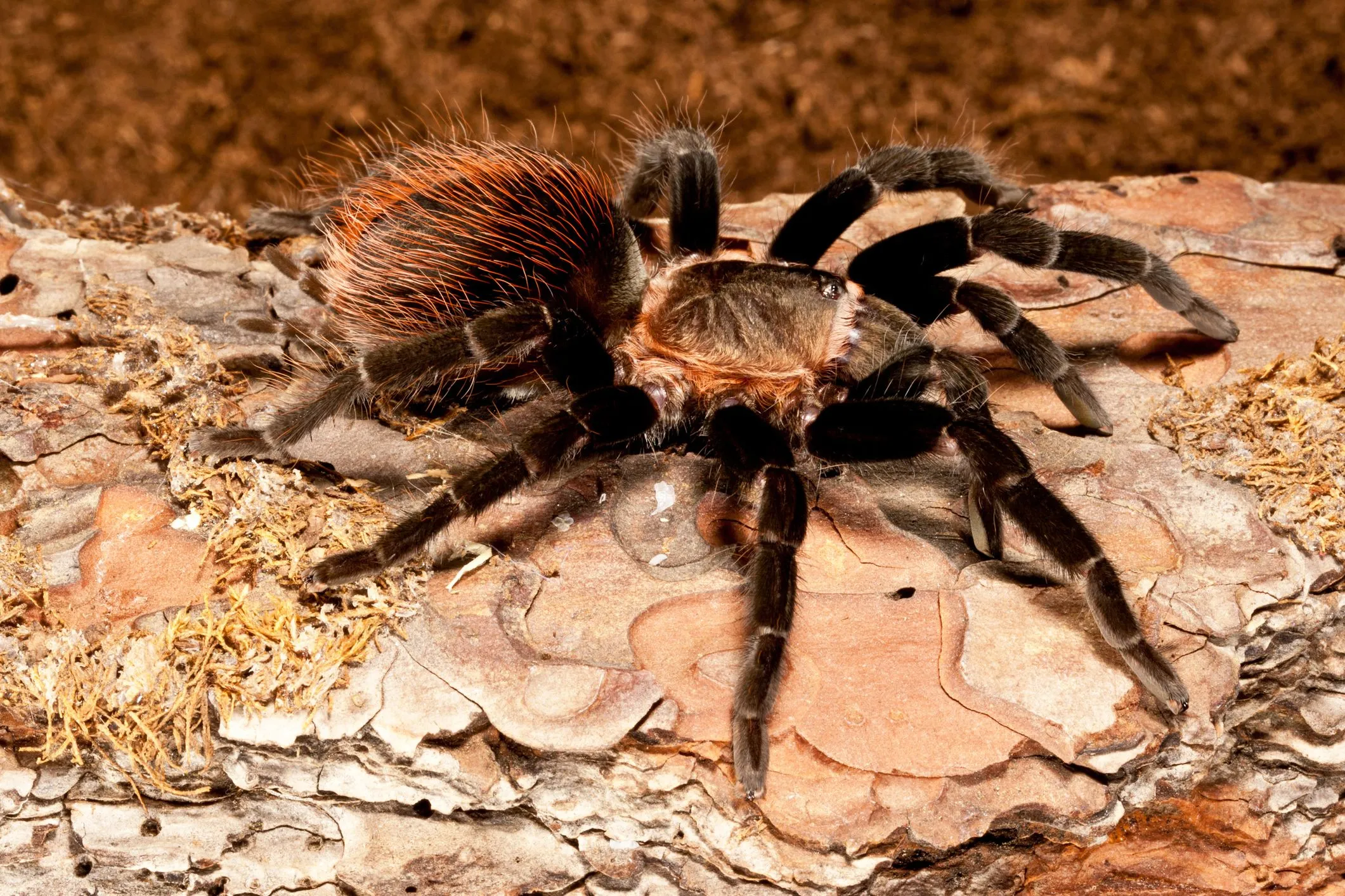 22790 chilean rose hair tarantula