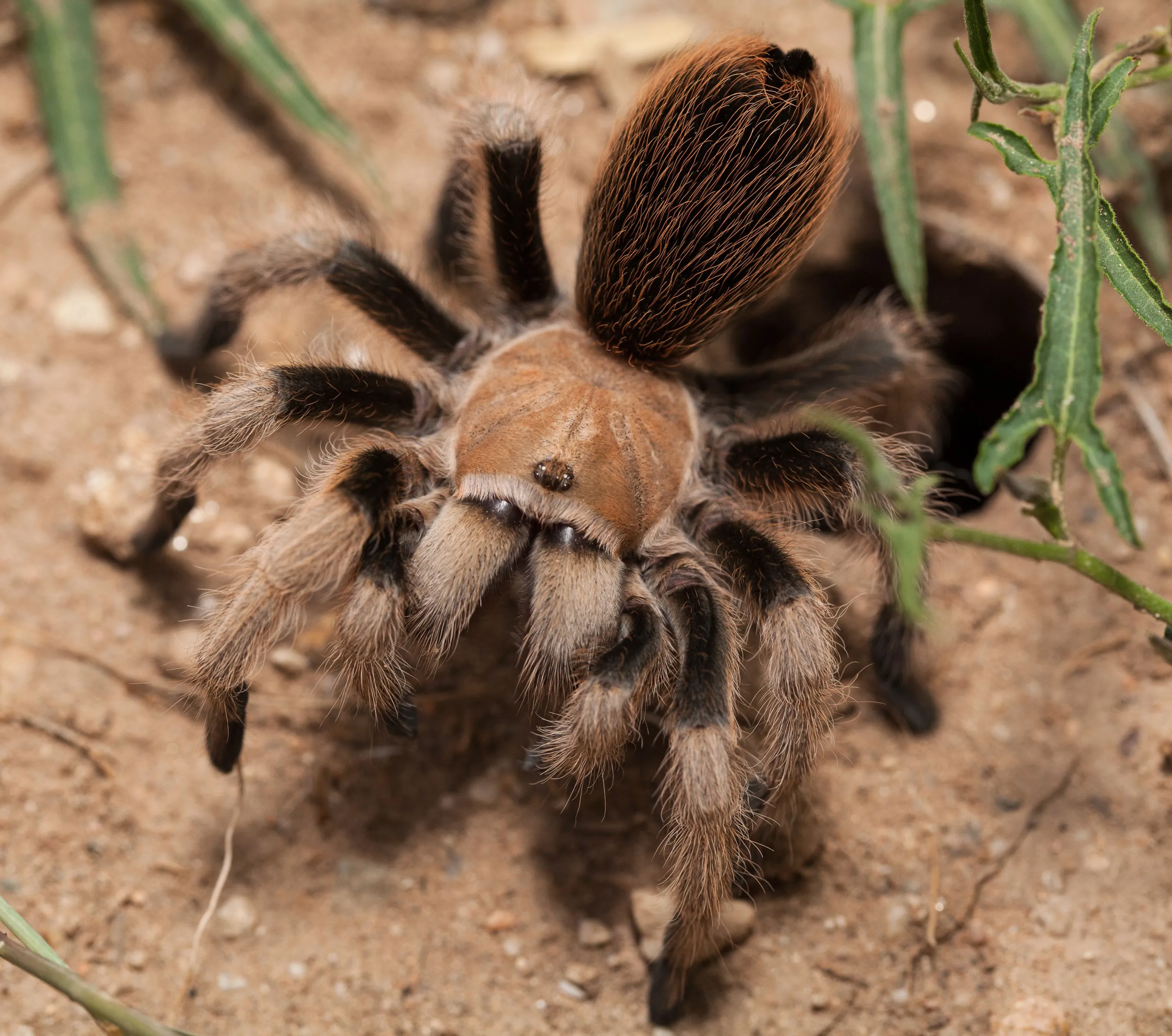 22790 pinktoe tarantula