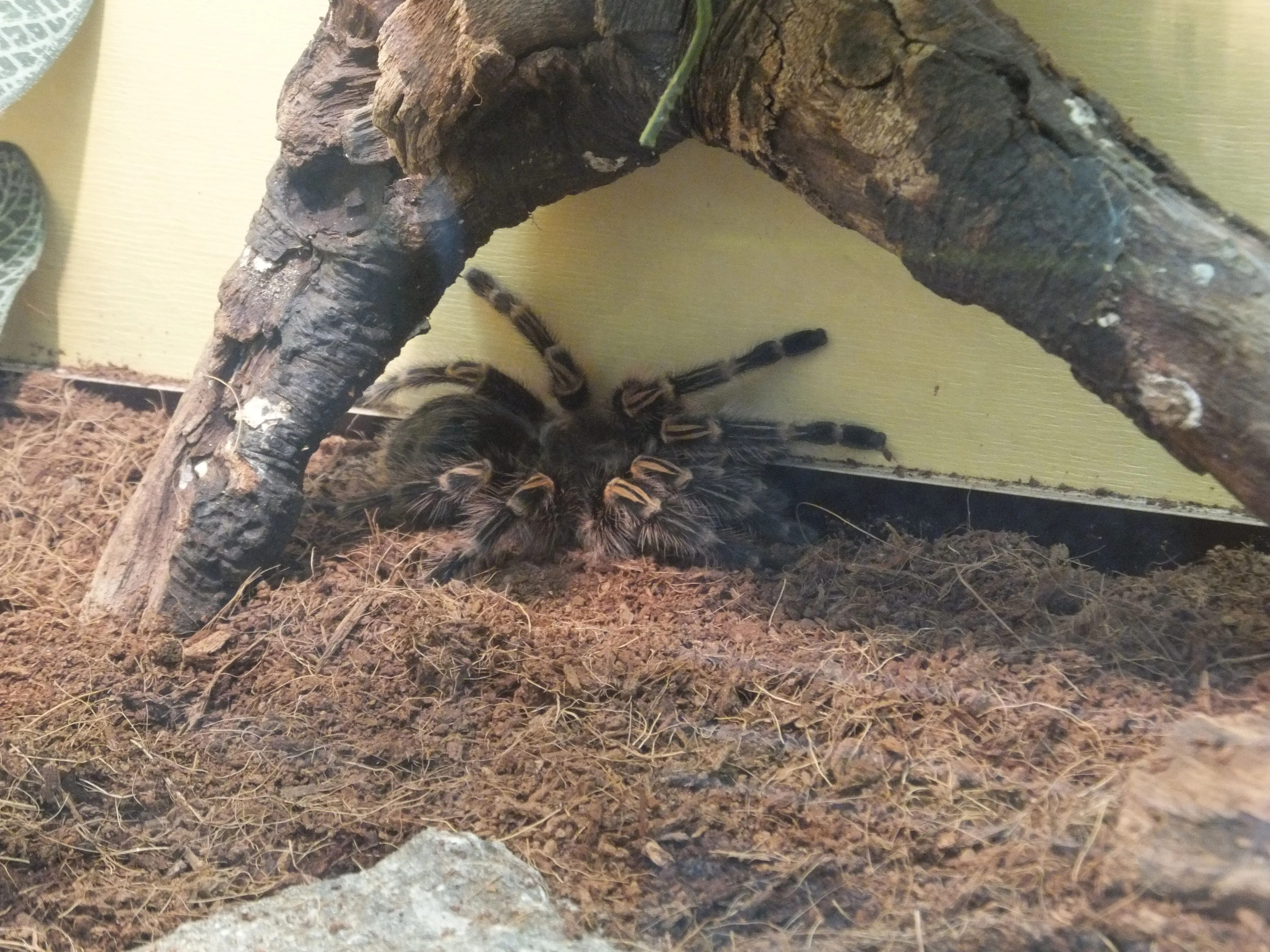 /img/22790-texas-tan-tarantula.webp