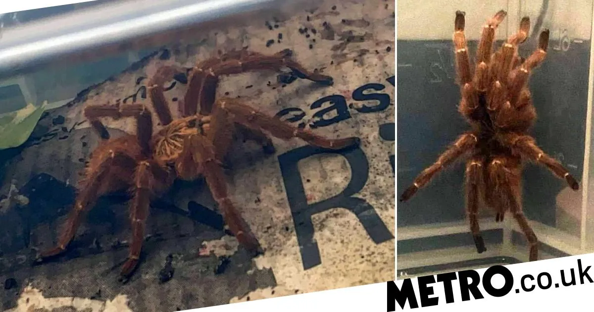 22792 tarantula sale uk image4