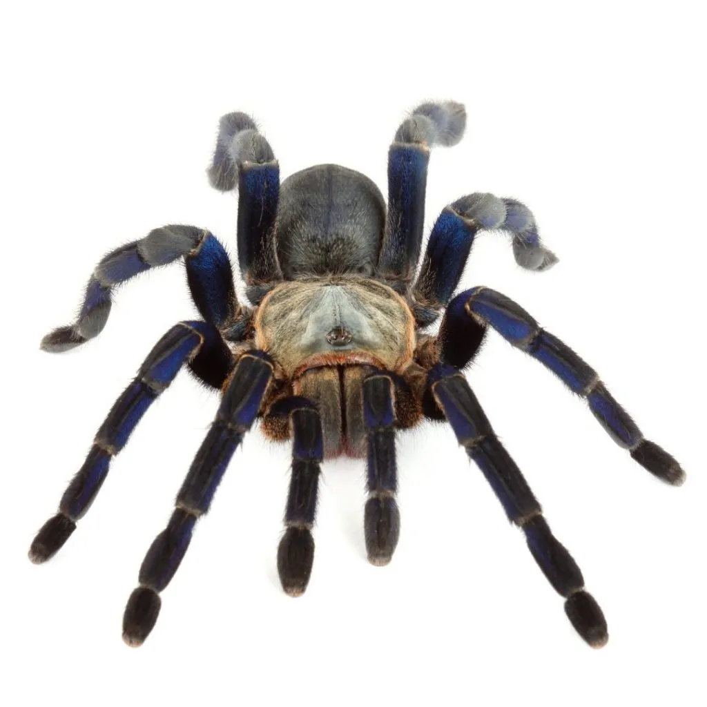 22792 tarantula sale uk image5