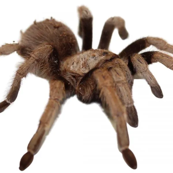 22792 tarantula sale uk image6
