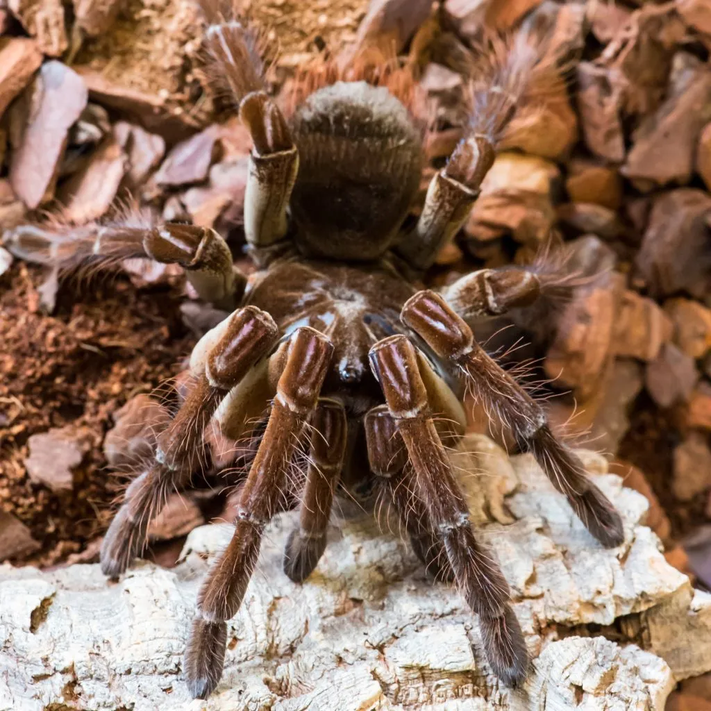 /img/22792-tarantula-sale-uk-image7.webp