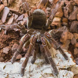 /img/22792-tarantula-sale-uk-image7.webp