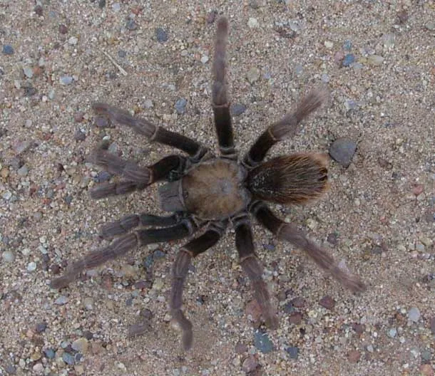 22793 sto fleet holdings