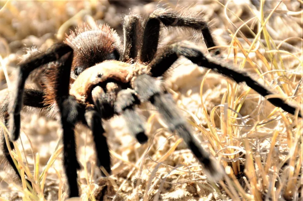 22793 sto tarantula event