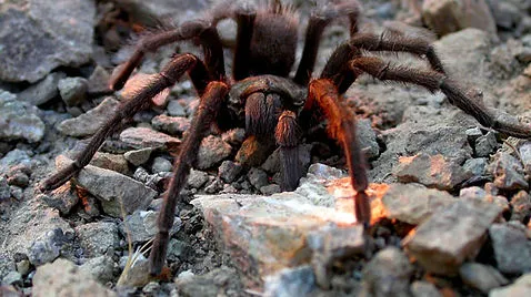 22793 sto tarantula zen