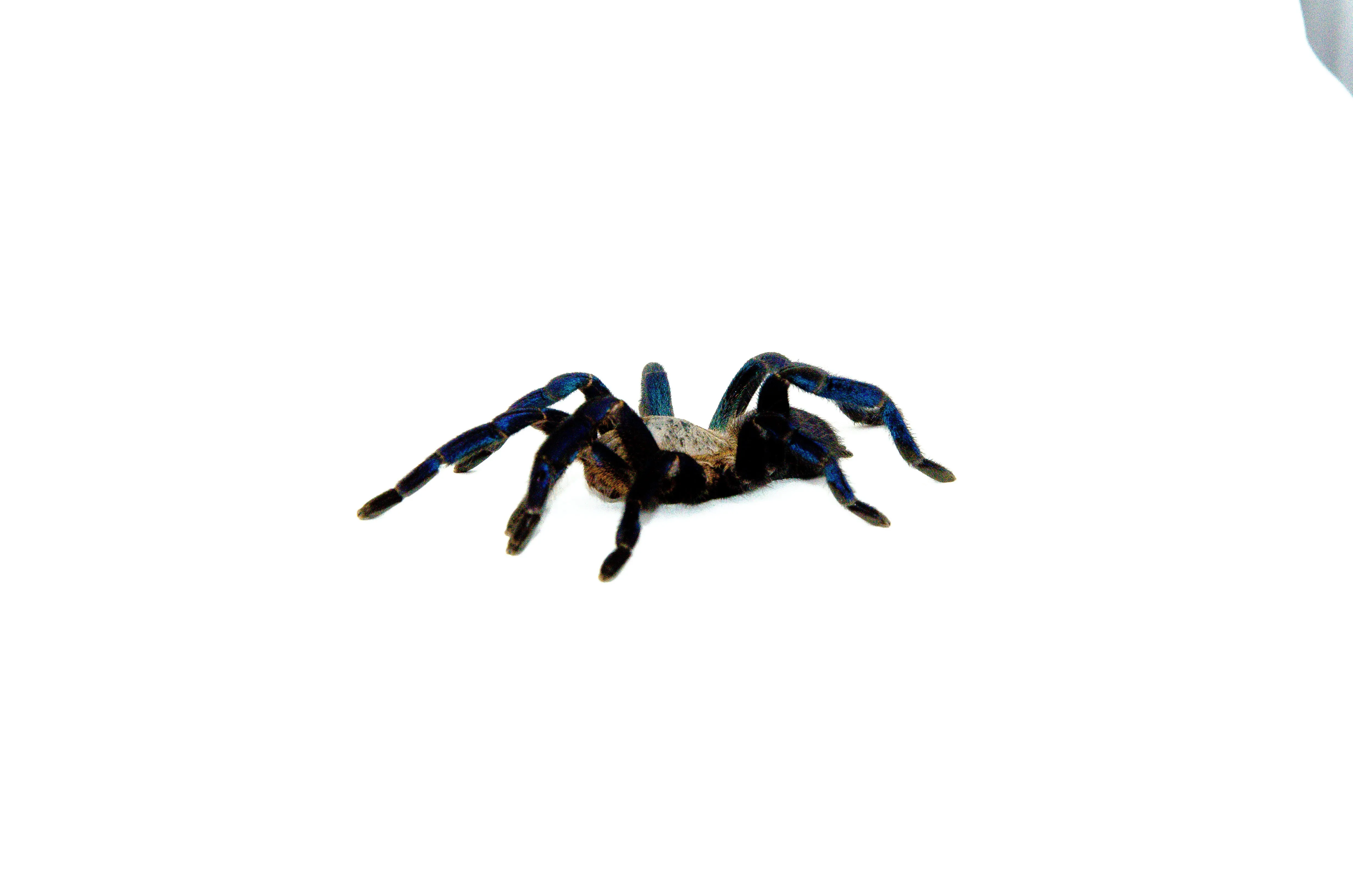 /img/22794-cobalt-blue-tarantula-safe.webp